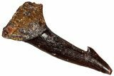 Fossil Sawfish (Onchopristis) Rostral Barb - Morocco #298233-1